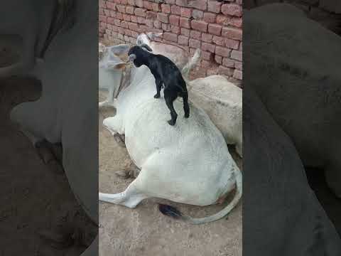 biili.chuha.billi.bandar.kutta.chuha chuha.billi chuha.cat.bakri bachha.goat baby.cow video#shorts