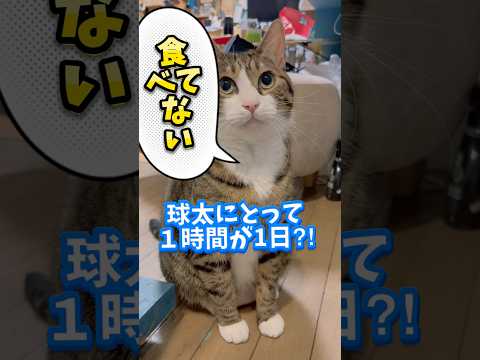 ご飯を食べる続きは動画にあるから見て欲しいな#cats #short#球太