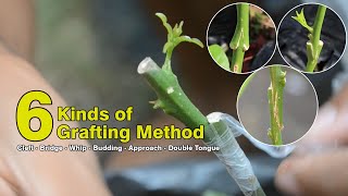 6 Grafting example in HD Video