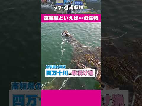 千原ジュニア、道頓堀川に潜る！水中撮影100時間！謎のベールに包まれた川の真実に迫る！｜シン・道頓堀川#shorts #カンテレ #ドキュメンタリー#千原兄弟 #千原ジュニア #千原せいじ