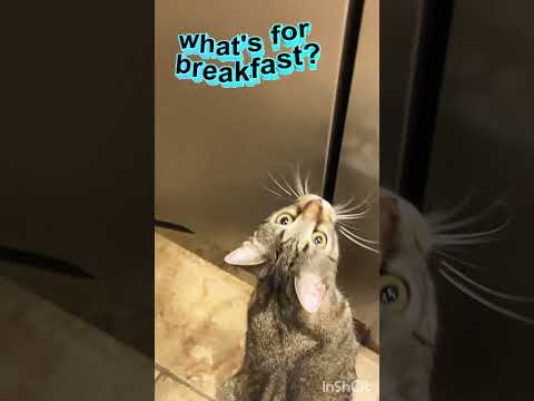 Cute Kitty trying to get his own breakfast 🥞 #feedingcats #hungrycats #cats #cutecats #cutekitty