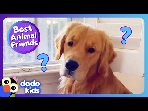 Why Can't This Pup Play With His New Friend? | Best Animal Friends | Dodo Kids