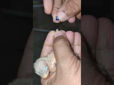 How To Ring A Love Birds Baby - 14 Days Old Baby #birds #lovebirds