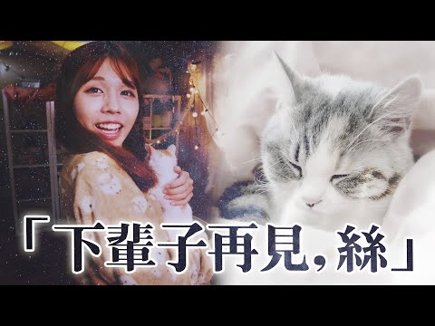 【再見】三年後回香港，我的貓不在了💔也不再回來了..嗎?｜寵物溝通．海恩