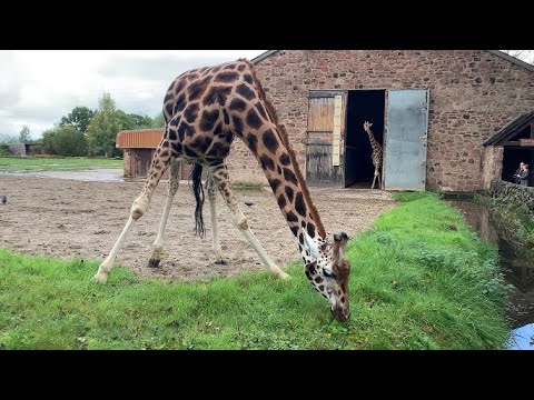 Rothschild Giraffe at Chester Zoo - 21/10/23