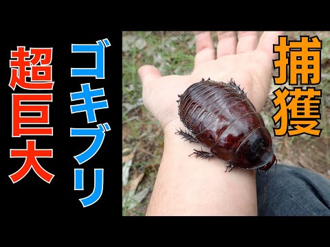 世界最大のゴキブリ『ヨロイモグラゴキブリ』を捕まえる/オーストラリア【なぜかカブトムシも採れた】Catch world biggest roach, GIANT BURROWING COCKROACH