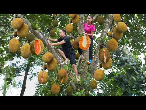 With my husband harvest Jackfruit, recipes for delicious dishes from ripe jackfruit