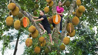 With my husband harvest Jackfruit, recipes for delicious dishes from ripe jackfruit