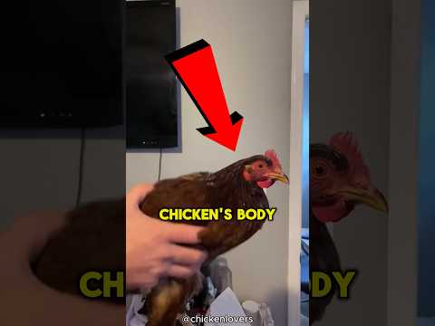 Chickens Have This Super Power No Ones Knows About 😨 #viral