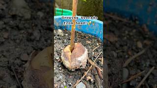 Growing Avocado from Seed! #reuse #planter #growingfruitsincontainers #fruit