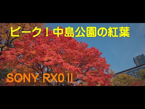 ピーク！ 中島公園の紅葉 / SONY RX0Ⅱ