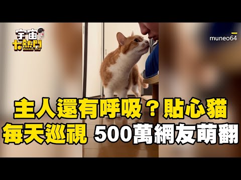 主人還有呼吸？貼心貓每天1舉巡視 500萬網友萌翻