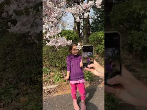 Sakura Blooming, Shinjuku Gyoen National Garden Japan, April 2 2024 #sakura2024