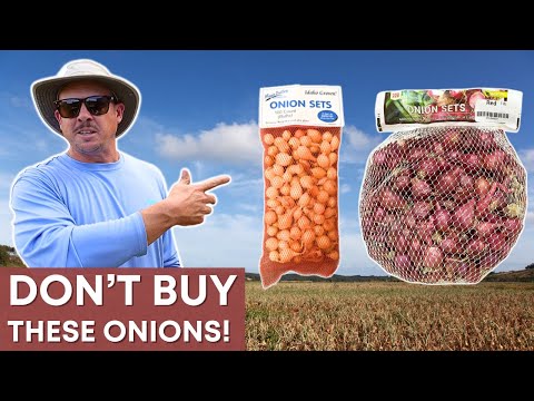 Don't Buy (or Plant) These Onion Bulbs!