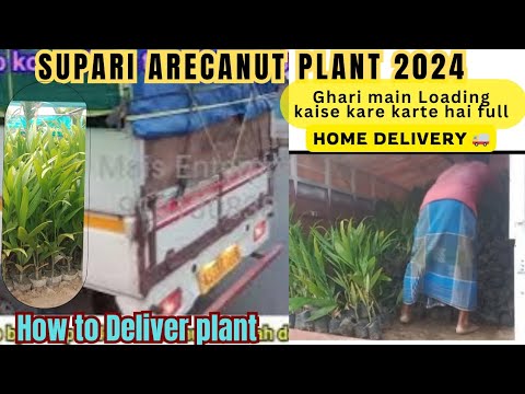 Tamul puli - Plantation Tamul puli - how to Home delivery 🚚#agriculture