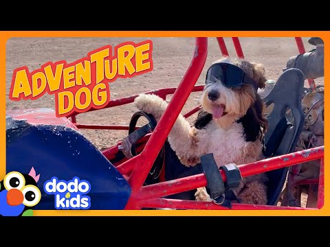 Adventure Dog Will Do Anything To Be With His Dad | Dodo Kids | Adventure Animals