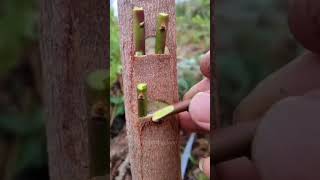 Fruit Tree Grafting method.                            #shorts #gardening #grafting #graftingplants