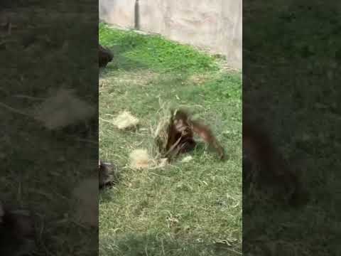 Baby orangutan Susu plays with straw bedding at Gladys Porter Zoo in Texas