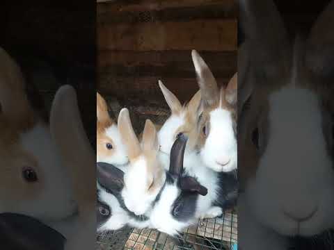 Rabbitry farming #agriculture #farming #rabbits