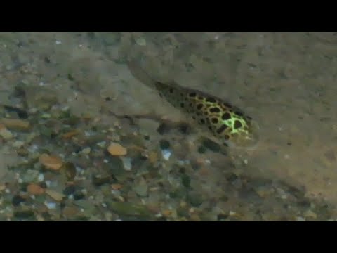 Spotted Green Pufferfish at Zoo Praha - 10/01/24