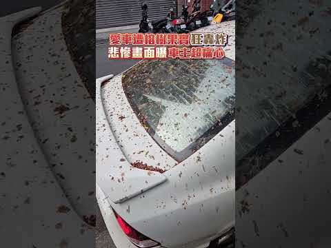 愛車遭榕樹果實「狂轟炸」！悲慘畫面曝車主超痛心 @ChinaTimes