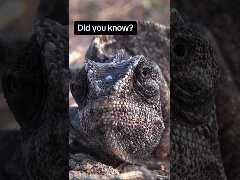 Chameleons aren't the only ones with a parietal eye! #naturepbs #wildlife #animalshorts #chameleon