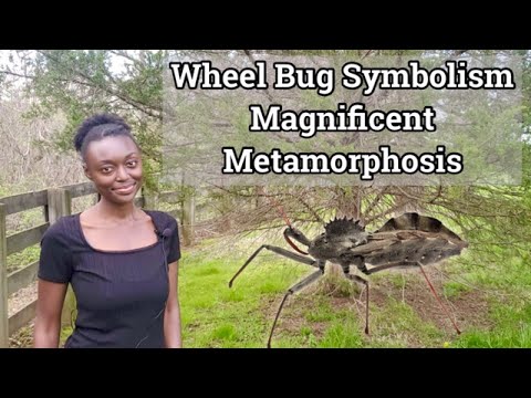 Wheel Bug Spirit Animal | Magnificent Metamorphosis