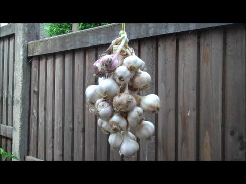 How to String and Store Garlic