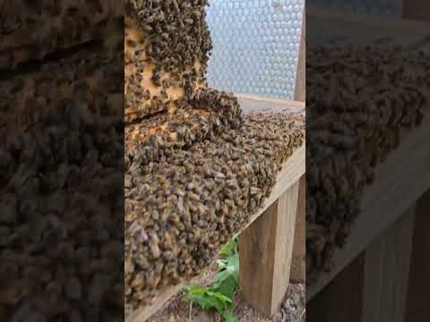 hot summer honeybee bearding #bee #honeybee #nature #organic #homestead #beekeeping #hot