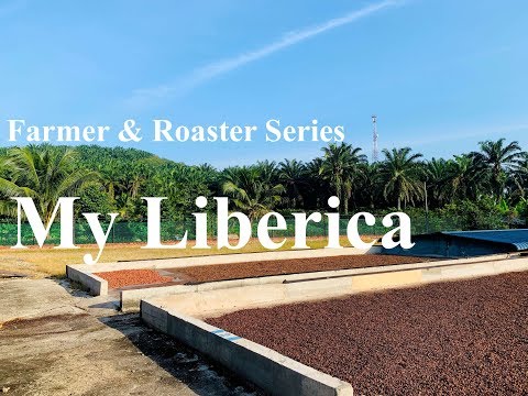 Liberica Coffee Farm & Roaster Series - My Liberica