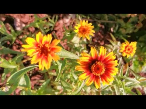 How to Grow Zinnia from Seed