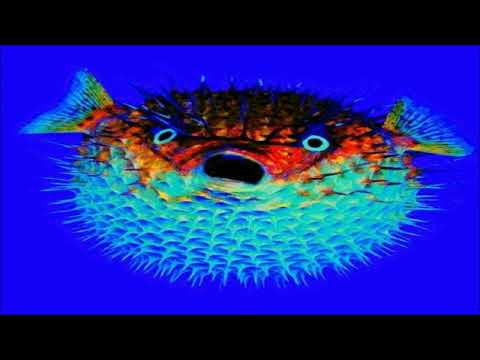 gruxxs ²³ - pufferfish