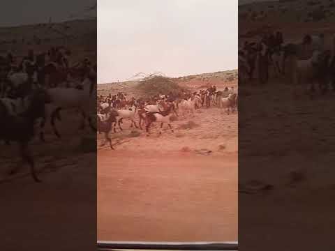 Vlog, Goats and sheep are enjoying the fresh grass of Jhampir after heavy rain in this region 🐐 🐑 🐑