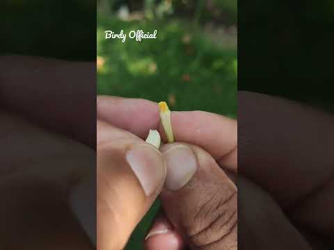 Papaya Flower Hand Pollination #papaya #pollination