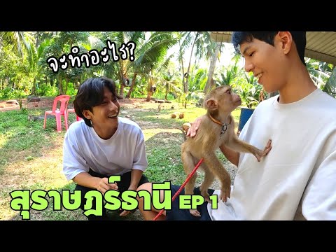 [Eng] We're going to be Friendly with Monkeys | Surat Thani Ep.1