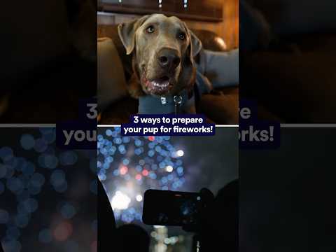 Fireworks aren’t for everyone… Pet tips for the 4th! 🇺🇸 Petco