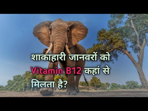 How Herbivores Get Vitamin B12 ? Natural Vegan Sources Of B12 || Links in description