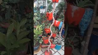 Turning Trash into Green Treasure #yt #ytshorts #youtubeshorts #youtubevideo #bestoutwaste #planter