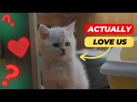 Do Cats Love Us? Decoding Feline Affection 2024