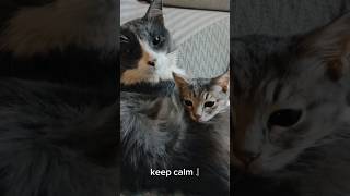 😻 SWEETEST Night Routine EVER! Kitten & Cat's ADORABLE Bedtime Lick-Fest! 😽💤