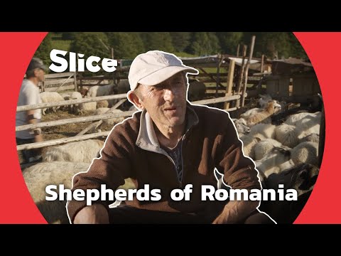 Being a Shepherd in Romania | SLICE