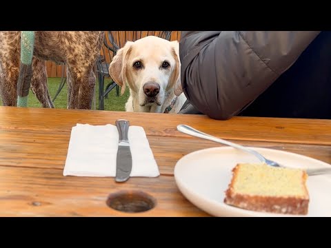 Breakfast Buddies: Labrador vs. German Shorthaired Pointer | Epic Food Craving Battle!