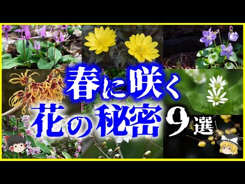 【ゆっくり解説】なぜ春に咲く？9割の人が知らない「春に咲く花」の秘密９選を解説/スプリング・エフェメラルとは？