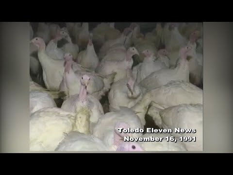 Farm fresh turkeys in Hancock County | WTOL 11 Vault - Nov. 16, 1991