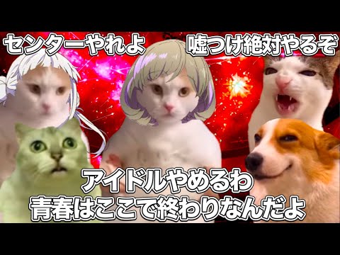 1分で分かる『ラブライブ！スーパースター!!』3期 6話【猫ミーム】 #猫マニ #猫ミーム