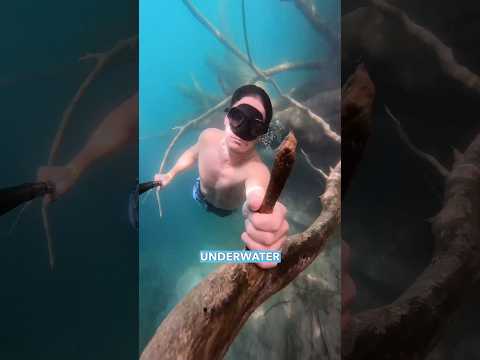 Under water forest in Bacalar, Mexico! @visitmexicancaribbean