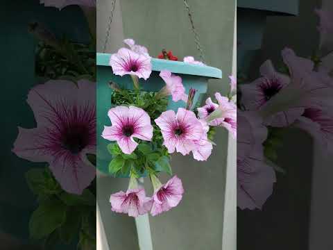 terrace gardening |  petunia plant| flowers | easy wave plum vein 💓😇 | # gardening