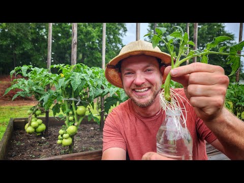 Easily Propagate Tomatoes 🍅 |3 Simple Steps|