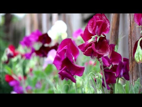 How to Grow Sweet Peas from Seed