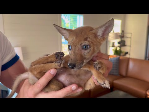 Raising an Orphan Coyote in my Home (2 Month Update)